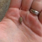 Ameisenlöwe auf einer Handfläche.