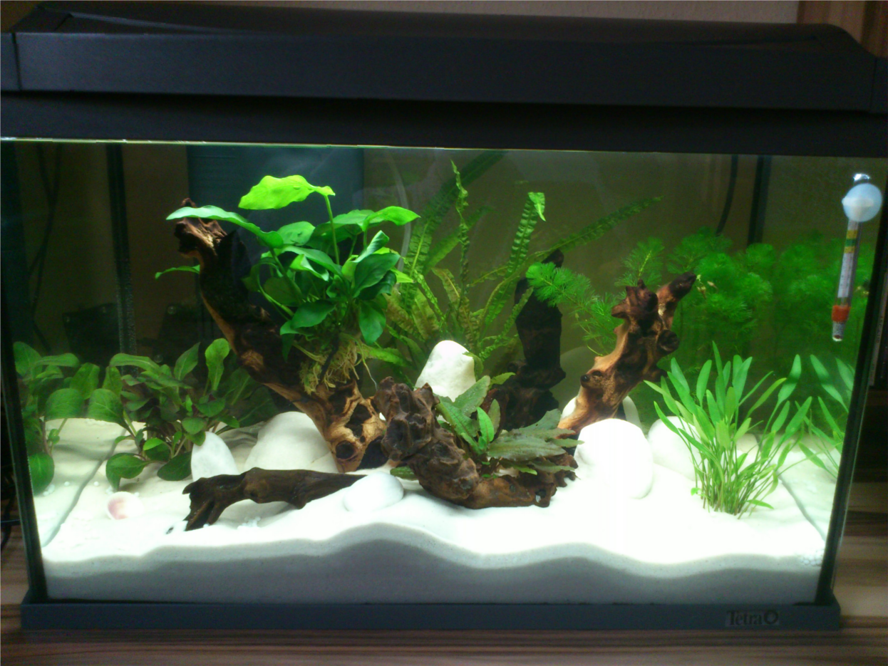 Einrichten eines süÃwasseraquariums
