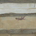 Ein Gecko auf einem Steinwand-Hintergrund.