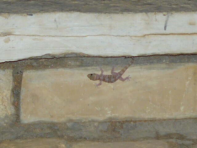 Ein Gecko auf einem Steinwand-Hintergrund.