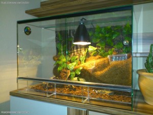 Glasterrarium fuer kleine Hausgeckos