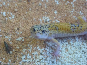 Leopardgecko schielt und grinst