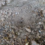 Trichter eines Ameisenlöwen im lockeren Sand.