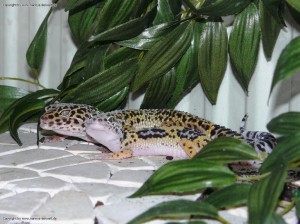 Zusammenhaltung von jungen und erwachsenen Leopardgeckos