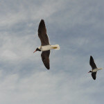 Fliegende Weißaugenmöwen gegen einen bewölkten Himmel.