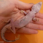 Operiertes Leopardgeckoweibchen in einer Hand.